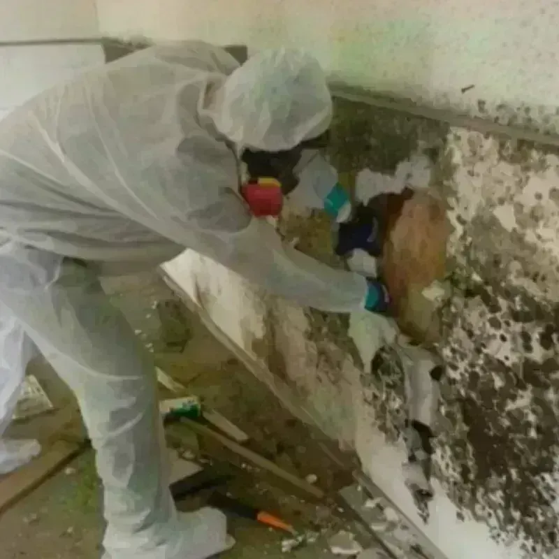 Mold Remediation and Removal in Greybull, WY